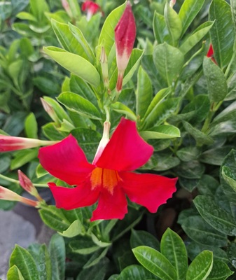 Brazillian Jasmine