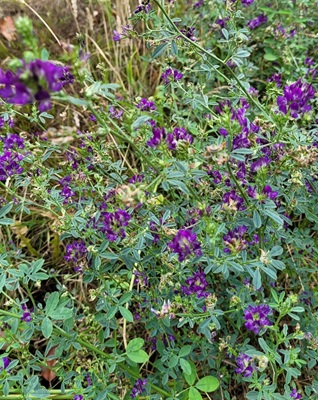 Image of Alfalfa