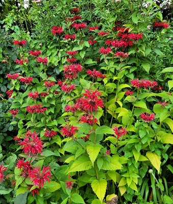 Image of Scarlet Beebalm