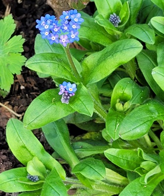 Image of Woodland Forget-me-not