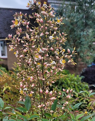 Image of Heavenly Bamboo