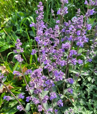 Catmint