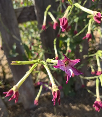 Image of Jasmine Tobacco