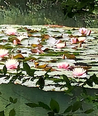 Image of White Water Lily