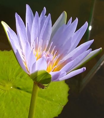 Blue Lotus
