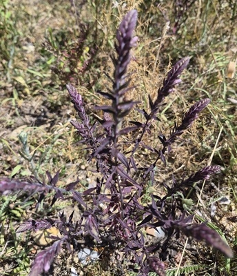 Red Bartsia