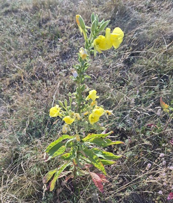 Common Evening-primrose