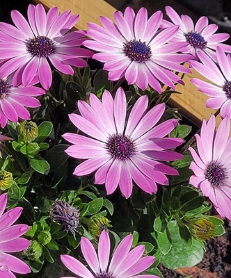 Image of Cape Marguerite