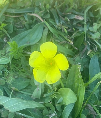 Image of Bermuda Buttercup
