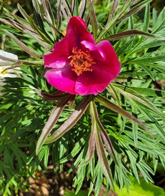 Small Image