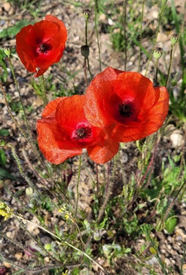 Image of Corn Poppy