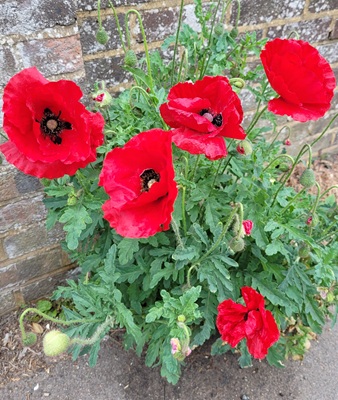 Image of Corn Poppy