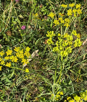 Wild Parsnip