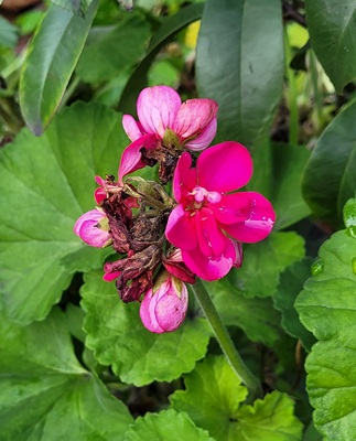Image of Zonal Geranium