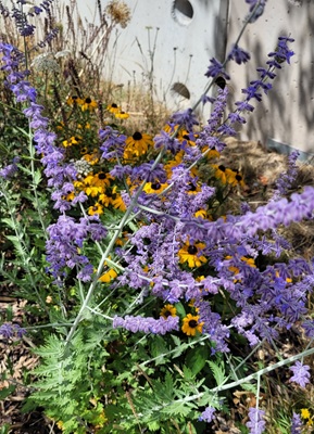 Image of Russian Sage