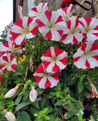 Image of Petunia