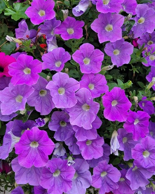 Small Image