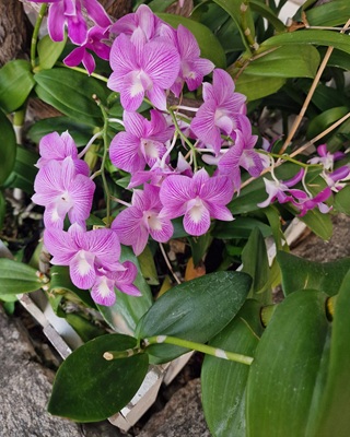 Aphrodite's Phalaenopsis