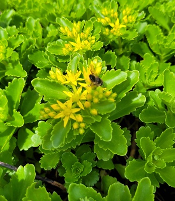 Orange Stonecrop