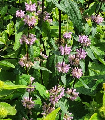 Tuberous Jerusalem Sage