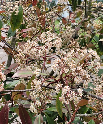 Image of Taiwanese Photinia