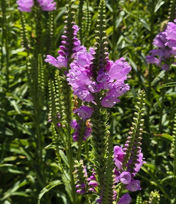 Image of Obedient Plant