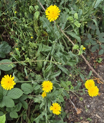 Hawkweed Oxtongue