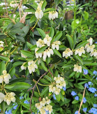 Image of Japanese Pieris