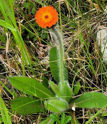 Image of Orange Hawkweed