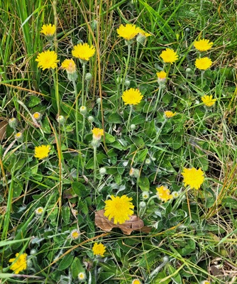 Image of Mouse-ear Hawkweed
