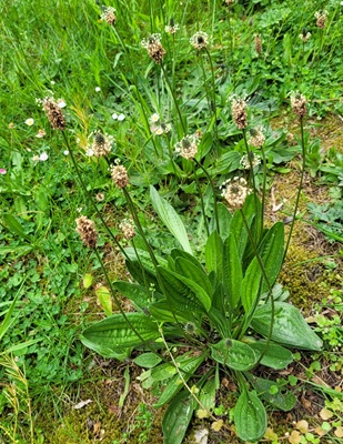 Ribworth Plantain