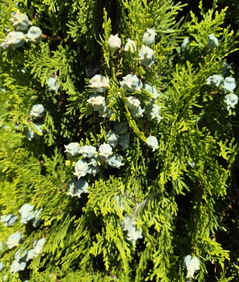 Oriental Arborvitae