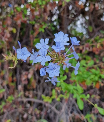 Image of Cape Leadwort