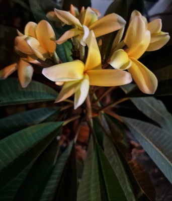 Frangipani
