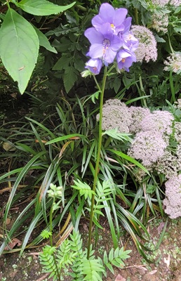 Image of Jacob's Ladder