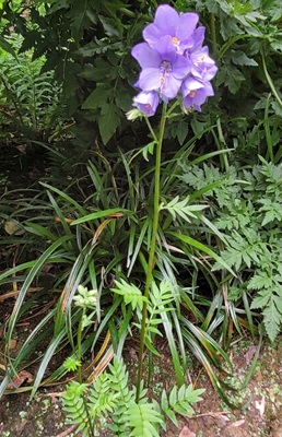 Image of Jacob's Ladder