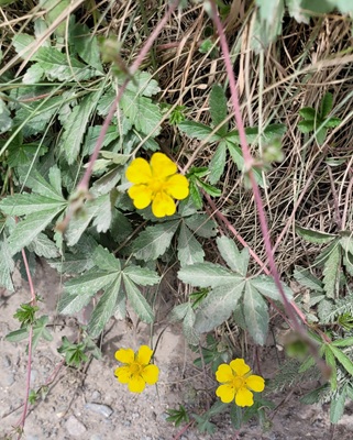 Creeping Cinquefoil