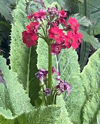Image of Japanese Primrose