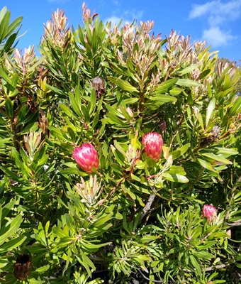 King Protea