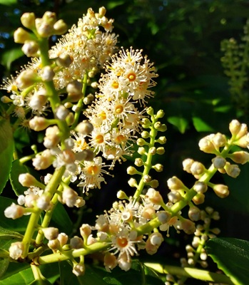 Image of Cherry Laurel
