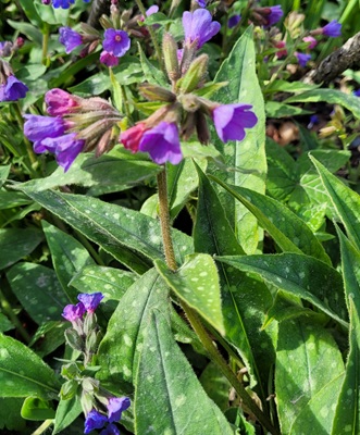 Image of Narrow-leaved Lungwort
