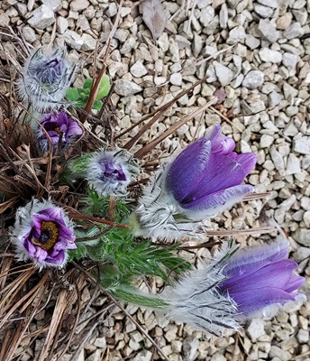 Pasque Flower