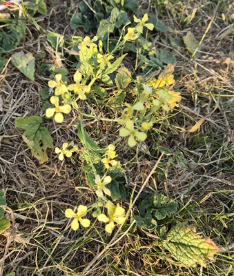 Wild Radish