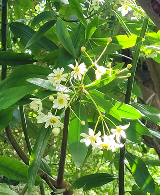 Image of Reevesia Pubescens