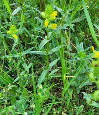 Yellow Rattle