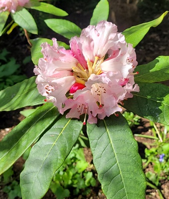 Image of Pacific Rhododendron