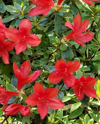 Image of Red Azalea