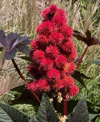 Image of Castor Oil Plant