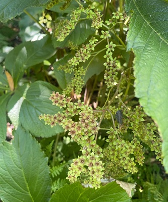 Image of Fingerleaf Rodgersia