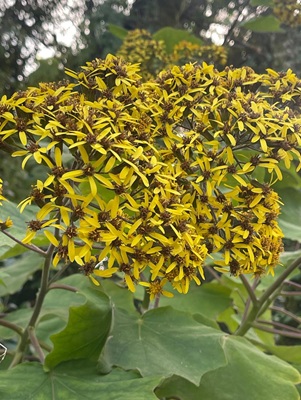 Image of Velvet Groundsel